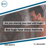 Bedbug Control Services