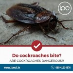 Cockroach Services