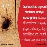 Cockroaches Facts