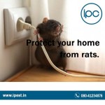 Rats Control Services