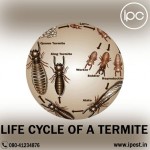 Termite Elimination Treatment