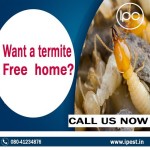 Termite Services