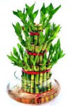 Three  Layer Luckybamboo