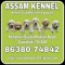 Assam kennel