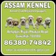 Assam Kennel